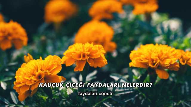Kauçuk Çiçeği Faydaları Nelerdir?