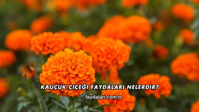 Kauçuk Çiçeği Faydaları Nelerdir?