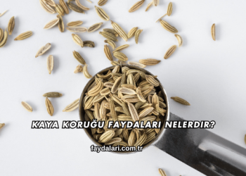 Kaya Koruğu Faydaları Nelerdir?