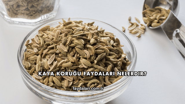 Kaya Koruğu Faydaları Nelerdir?