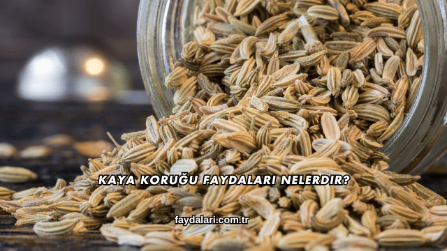 Kaya Koruğu Faydaları Nelerdir?