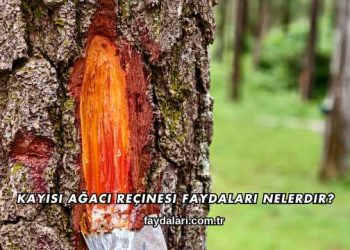 Kayısı Ağacı Reçinesi Faydaları Nelerdir?