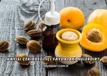 Kayısı Çekirdeği İçi Faydaları Nelerdir?