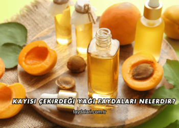 Kayısı Çekirdeği Yağı Faydaları Nelerdir?