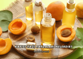 Kayısı Yağı Faydaları Nelerdir?