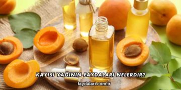 Kayısı Yağının Faydaları Nelerdir?