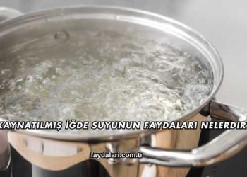 Kaynatılmış İğde Suyunun Faydaları Nelerdir?
