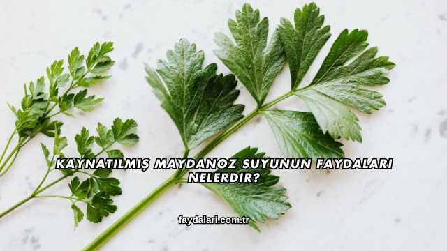 Kaynatılmış Maydanoz Suyunun Faydaları Nelerdir?