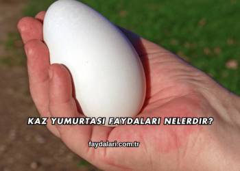 Kaz Yumurtası Faydaları Nelerdir?