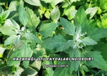 Kazayağı Otu Faydaları Nelerdir?