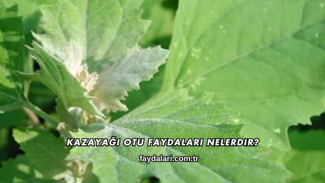 Kazayağı Otu Faydaları Nelerdir?