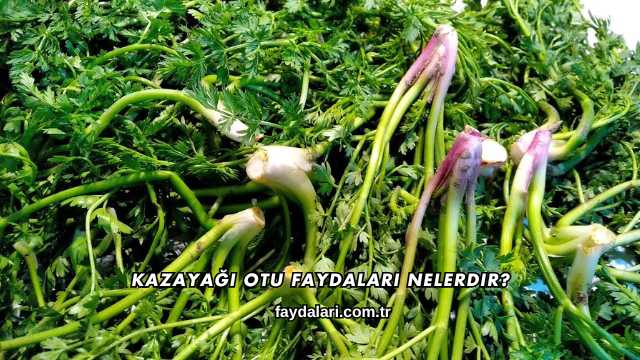 Kazayağı Otu Faydaları Nelerdir?