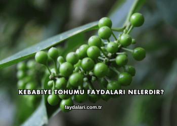 Kebabiye Tohumu Faydaları Nelerdir?