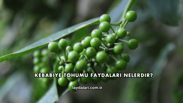 Kebabiye Tohumu Faydaları Nelerdir?