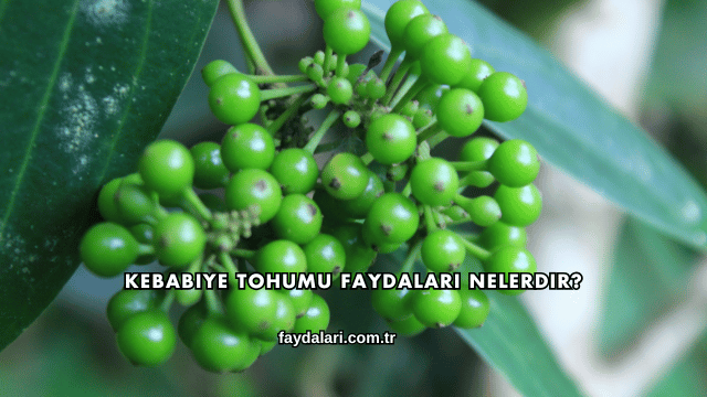 Kebabiye Tohumu Faydaları Nelerdir?