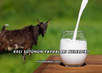 Keçi Sütünün Faydaları Nelerdir?
