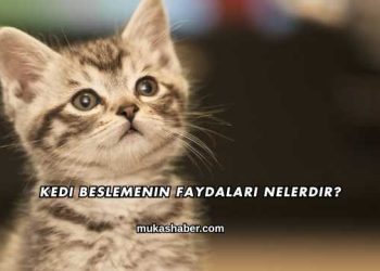 Kedi Beslemenin Faydaları Nelerdir?
