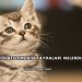 Kedi Beslemenin Faydaları Nelerdir?