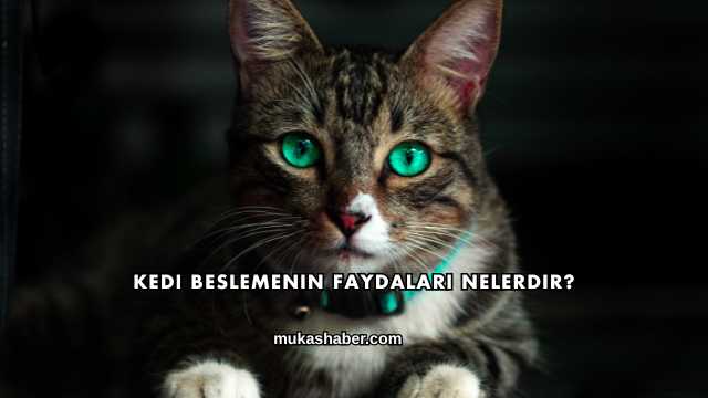 Kedi Beslemenin Faydaları Nelerdir?