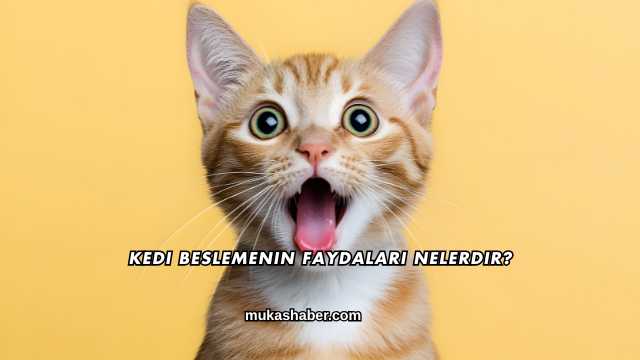 Kedi Beslemenin Faydaları Nelerdir?