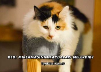 Kedi Mırlamasının Faydaları Nelerdir?