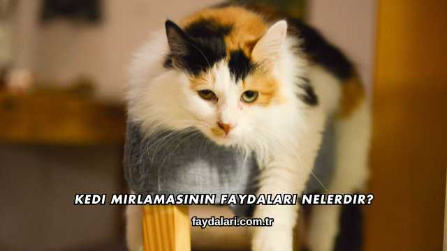 Kedi Mırlamasının Faydaları Nelerdir?