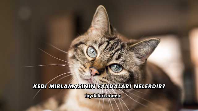 Kedi Mırlamasının Faydaları Nelerdir?