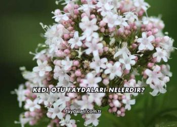 Kedi Otu Faydaları Nelerdir?