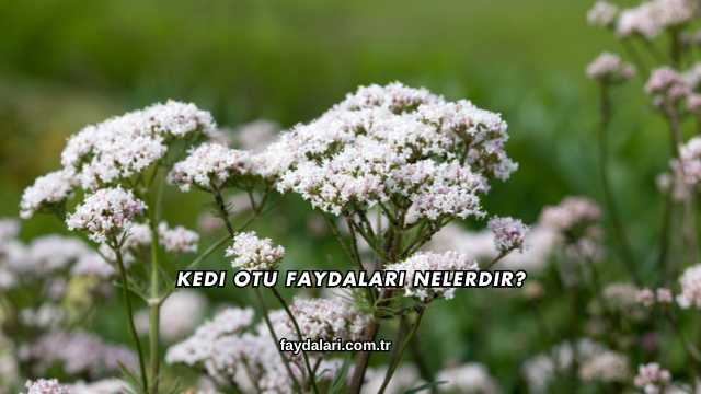 Kedi Otu Faydaları Nelerdir?