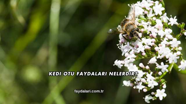 Kedi Otu Faydaları Nelerdir?