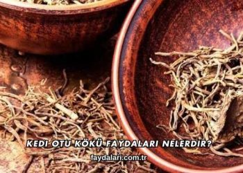 Kedi Otu Kökü Faydaları Nelerdir?