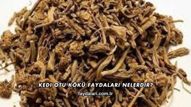 Kedi Otu Kökü Faydaları Nelerdir?