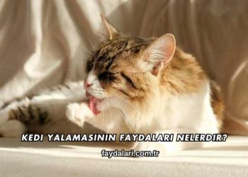 Kedi Yalamasının Faydaları Nelerdir?
