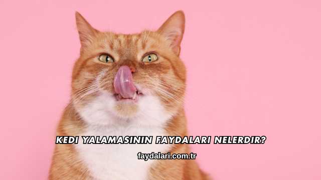 Kedi Yalamasının Faydaları Nelerdir?