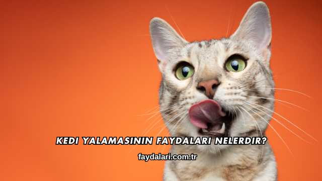 Kedi Yalamasının Faydaları Nelerdir?