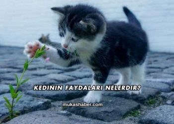 Kedinin Faydaları Nelerdir?