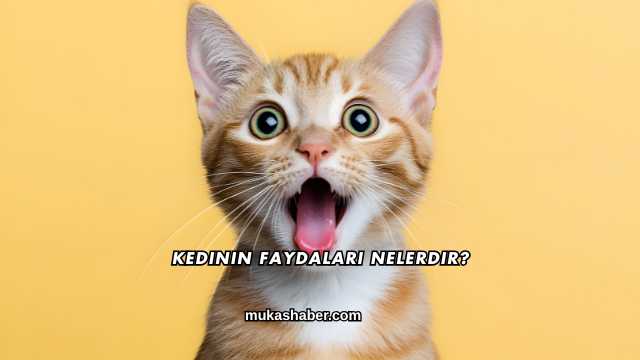 Kedinin Faydaları Nelerdir?