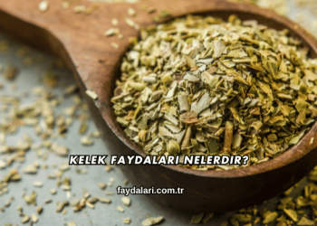 Kelek Faydaları Nelerdir?