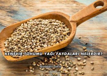 Kenevir Tohumu Yağı Faydaları Nelerdir?