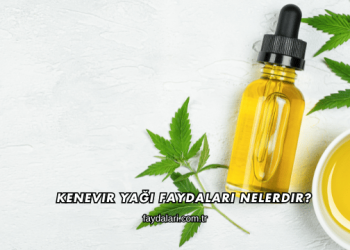 Kenevir Yağı Faydaları Nelerdir?
