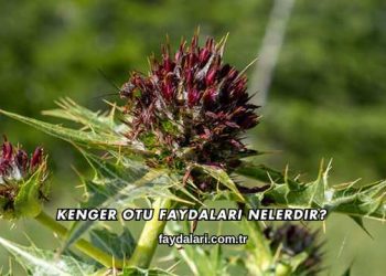 Kenger Otu Faydaları Nelerdir?
