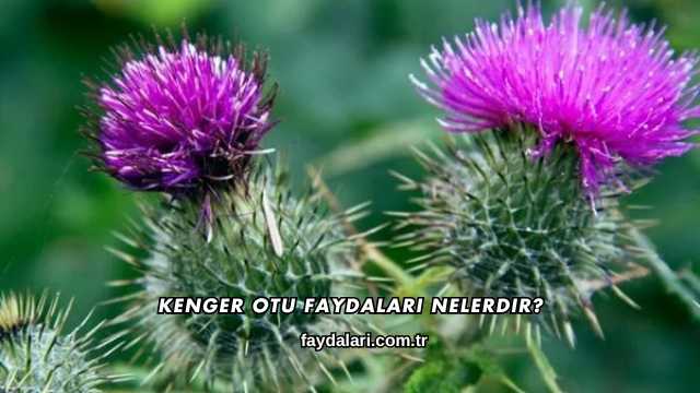 Kenger Otu Faydaları Nelerdir?