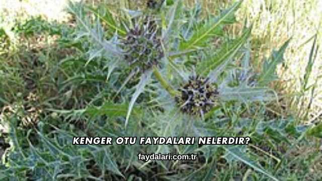 Kenger Otu Faydaları Nelerdir?