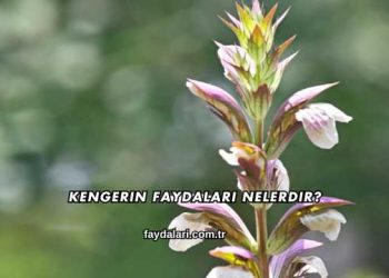 Kengerin Faydaları Nelerdir?