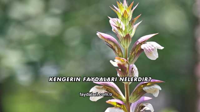 Kengerin Faydaları Nelerdir?