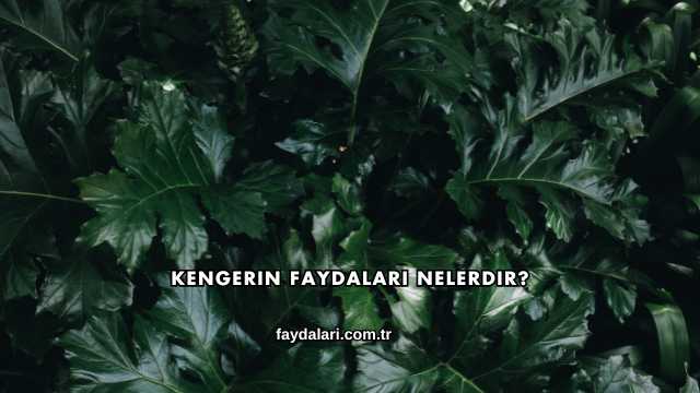 Kengerin Faydaları Nelerdir?
