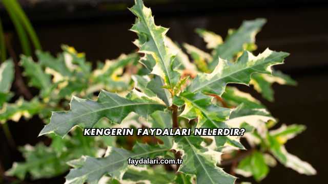 Kengerin Faydaları Nelerdir?