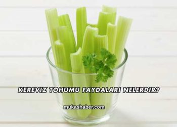 Kereviz Tohumu Faydaları Nelerdir?