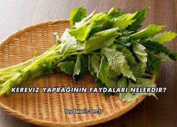 Kereviz Yaprağının Faydaları Nelerdir?