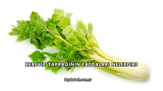 Kereviz Yaprağının Faydaları Nelerdir?